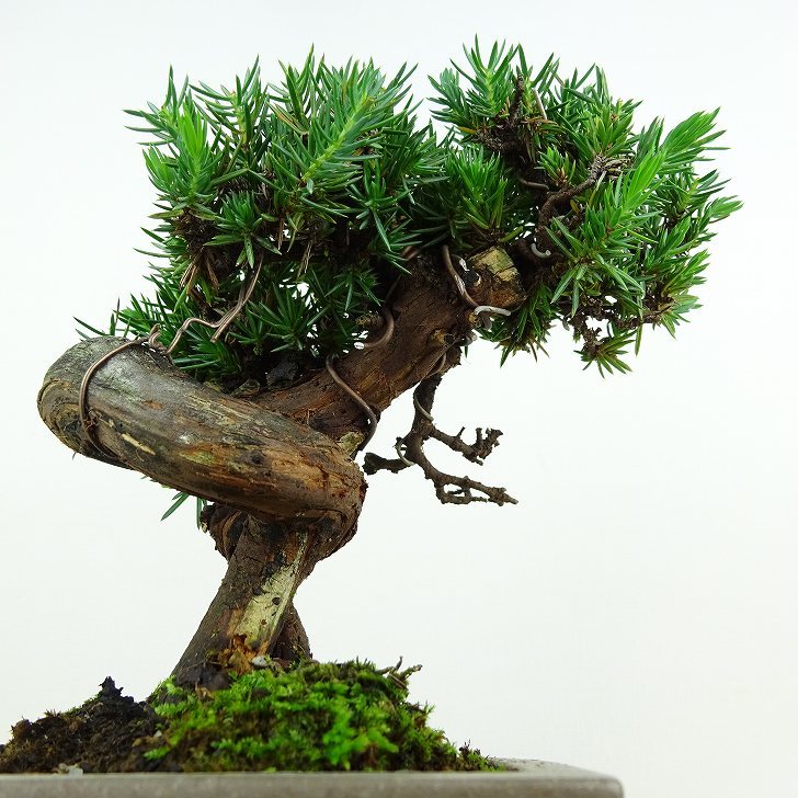 盆栽 杜松 樹高 約15cm としょう Juniperus rigida トショウ ヒノキ科 常緑針葉樹 観賞用 小品 v1109102797