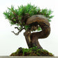 盆栽 杜松 樹高 約15cm としょう Juniperus rigida トショウ ヒノキ科 常緑針葉樹 観賞用 小品 v1109102797