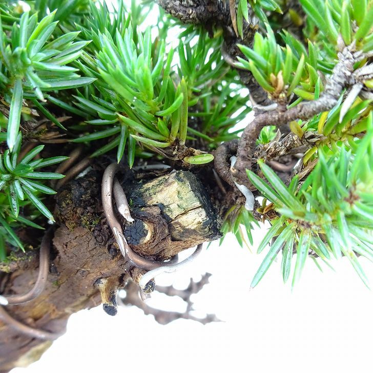 盆栽 杜松 樹高 約15cm としょう Juniperus rigida トショウ ヒノキ科 常緑針葉樹 観賞用 小品 v1109102797