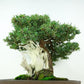 盆栽 松 杜松 樹高 約24cm としょう 高級盆栽 Juniperus rigida トショウ “ジン シャリ” ヒノキ科 常緑針葉樹 観賞用 1109088925