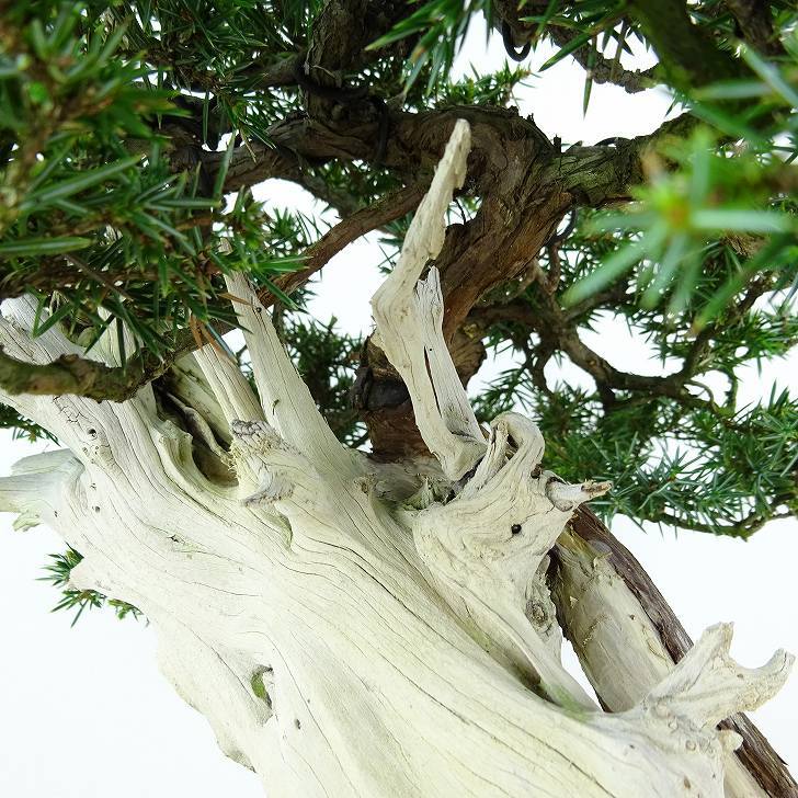 盆栽 松 杜松 樹高 約24cm としょう 高級盆栽 Juniperus rigida トショウ “ジン シャリ” ヒノキ科 常緑針葉樹 観賞用 1109088925