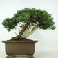 盆栽 松 杜松 樹高 約24cm としょう 高級盆栽 Juniperus rigida トショウ “ジン シャリ” ヒノキ科 常緑針葉樹 観賞用 1109088925