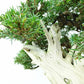 盆栽 松 杜松 樹高 約24cm としょう 高級盆栽 Juniperus rigida トショウ “ジン シャリ” ヒノキ科 常緑針葉樹 観賞用 1109088925