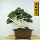 盆栽 松 杜松 樹高 約24cm としょう 高級盆栽 Juniperus rigida トショウ “ジン シャリ” ヒノキ科 常緑針葉樹 観賞用 1109088925