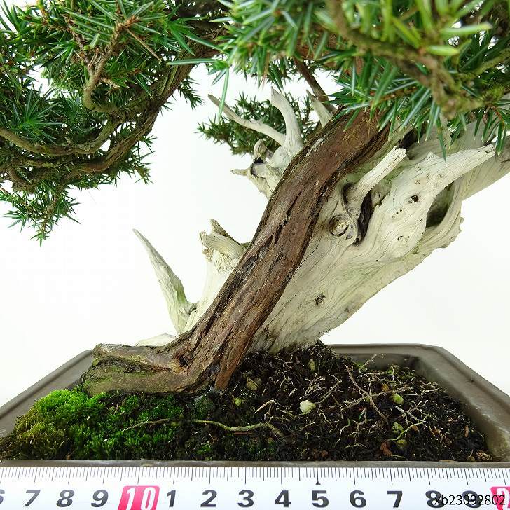 盆栽 松 杜松 樹高 約24cm としょう 高級盆栽 Juniperus rigida トショウ “ジン シャリ” ヒノキ科 常緑針葉樹 観賞用 1109088925