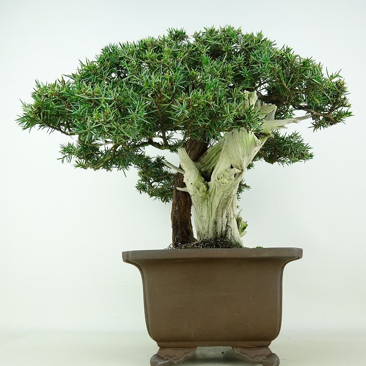 盆栽 松 杜松 樹高 約24cm としょう 高級盆栽 Juniperus rigida トショウ “ジン シャリ” ヒノキ科 常緑針葉樹 観賞用 1109088925