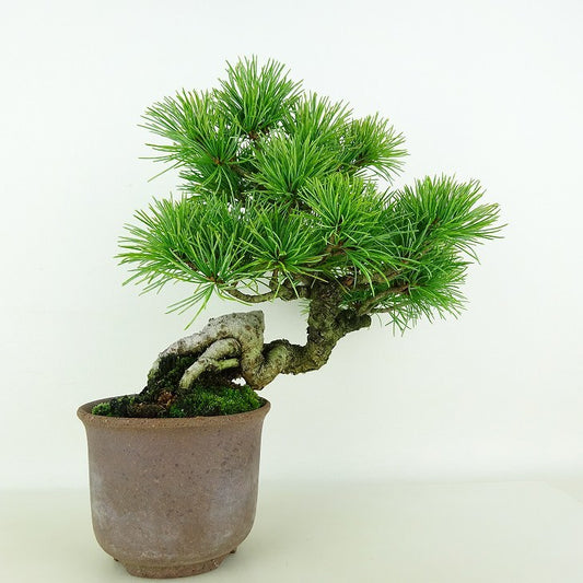 盆栽 松 五葉松 樹高 約19cm ごようまつ Pinus parviflora ゴヨウマツ マツ科 常緑針葉樹 観賞用 小品