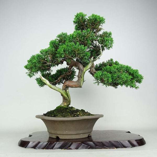 盆栽 真柏 樹高 約35cm しんぱく Juniperus chinensis シンパク “ジン シャリ”ヒノキ科 常緑樹 観賞用