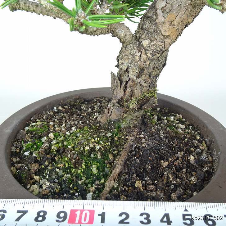 盆栽 松 寸松 黒松 樹高 約37cm くろまつ Pinus thunbergii クロマツ マツ科 常緑針葉樹 観賞用 l1110368384