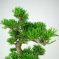 盆栽 松 寸松 黒松 樹高 約37cm くろまつ Pinus thunbergii クロマツ マツ科 常緑針葉樹 観賞用 l1110368384