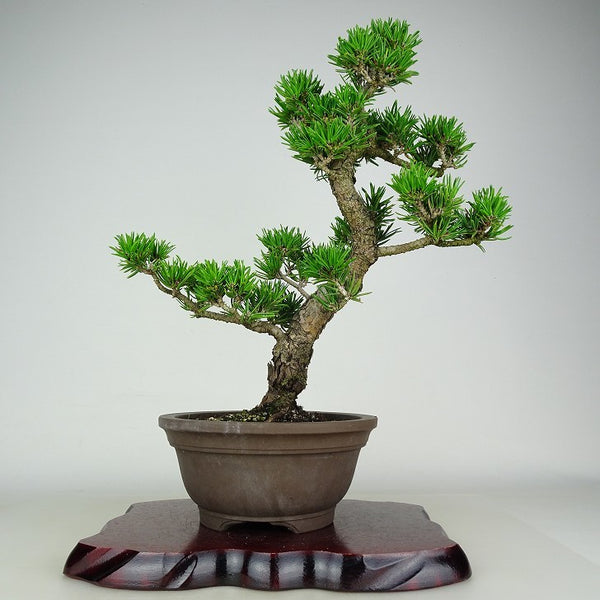 盆栽 松 寸松 黒松 樹高 約37cm くろまつ Pinus thunbergii クロマツ マツ科 常緑針葉樹 観賞用 l1110368384