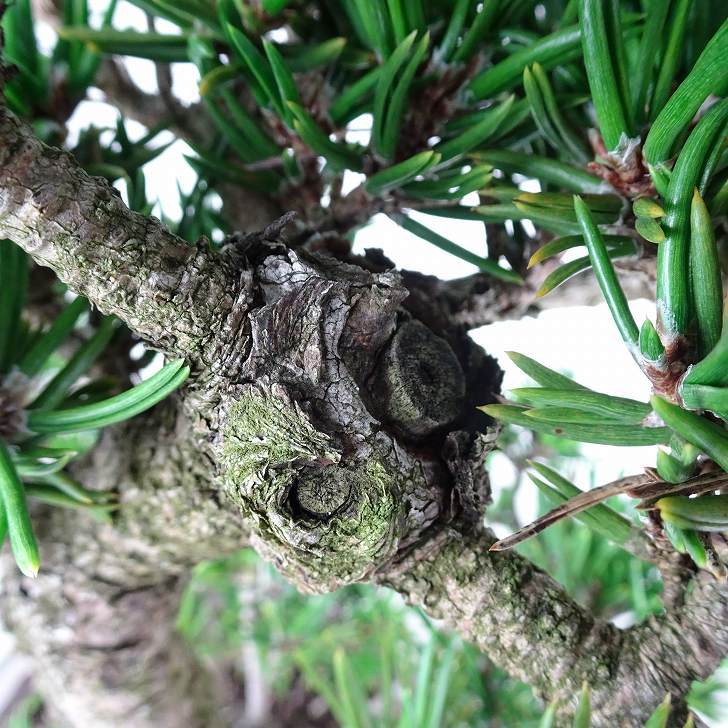 盆栽 松 寸松 黒松 樹高 約37cm くろまつ Pinus thunbergii クロマツ マツ科 常緑針葉樹 観賞用 l1110368384