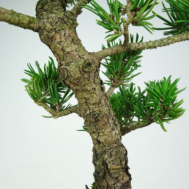 盆栽 松 寸松 黒松 樹高 約37cm くろまつ Pinus thunbergii クロマツ マツ科 常緑針葉樹 観賞用 l1110368384