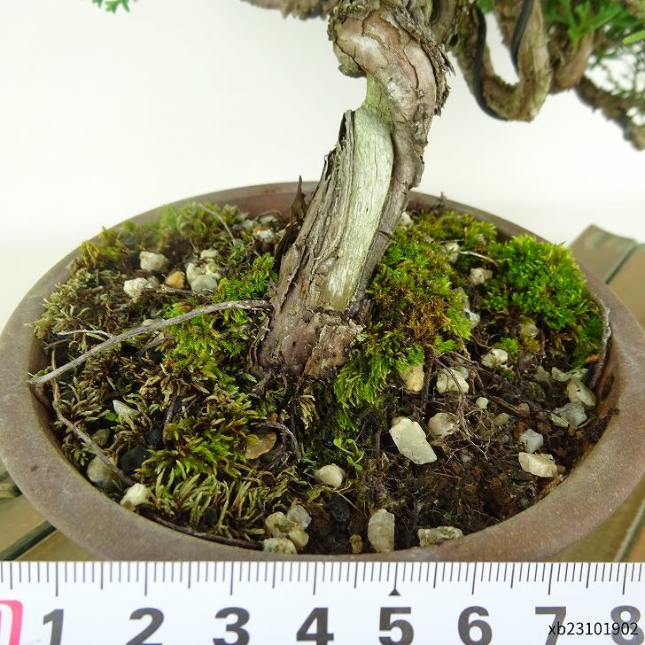 盆栽 真柏 樹高 上下 約20cm しんぱく Juniperus chinensis シンパク “ジン シャリ” ヒノキ科 常緑樹 観賞用 小品  k1111648062