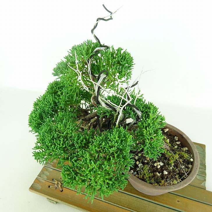 盆栽 真柏 樹高 上下 約20cm しんぱく Juniperus chinensis シンパク “ジン シャリ” ヒノキ科 常緑樹 観賞用 小品  k1111648062