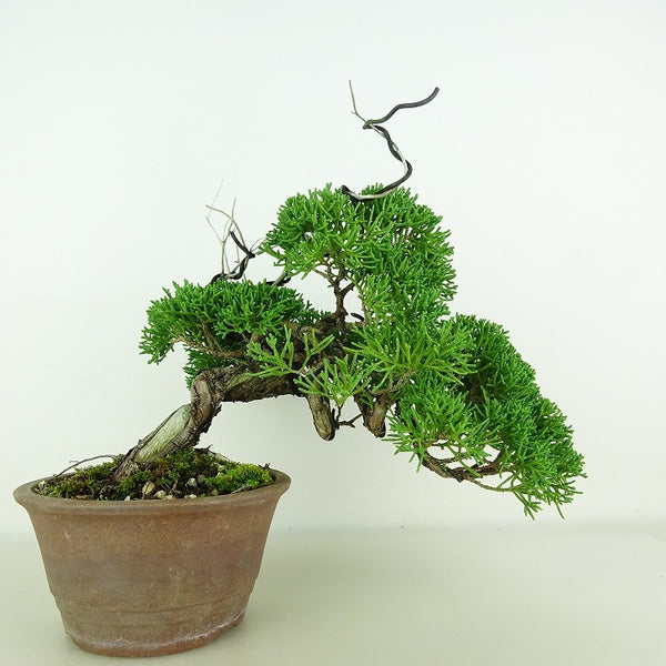 盆栽 真柏 樹高 上下 約20cm しんぱく Juniperus chinensis シンパク “ジン シャリ” ヒノキ科 常緑樹 観賞用 小品 k1111648062