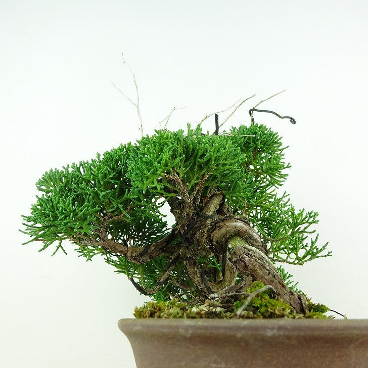 盆栽 真柏 樹高 上下 約20cm しんぱく Juniperus chinensis シンパク “ジン シャリ” ヒノキ科 常緑樹 観賞用 小品  k1111648062