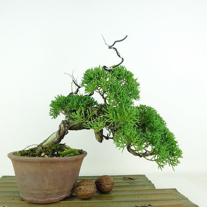 盆栽 真柏 樹高 上下 約20cm しんぱく Juniperus chinensis シンパク “ジン シャリ” ヒノキ科 常緑樹 観賞用 小品  k1111648062