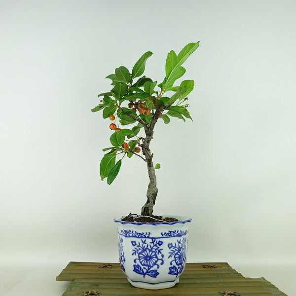 盆栽 海棠 樹高 約28cm かいどう Malus micromalus カイドウ 実物 バラ科 落葉樹 観賞用 w1112111980