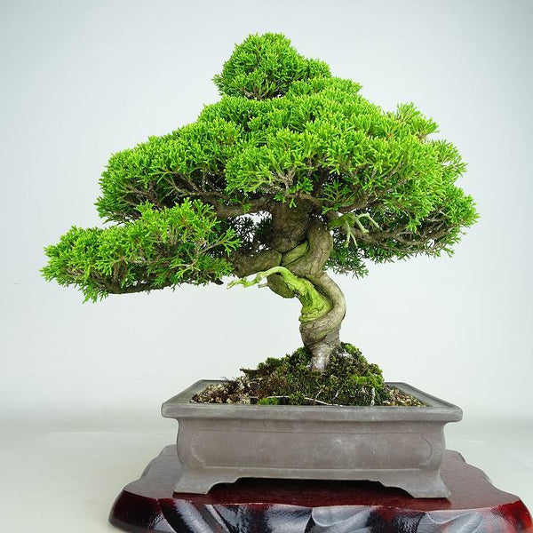 盆栽 真柏 樹高 約31cm しんぱく Juniperus chinensis シンパク “ジン シャリ” ヒノキ科 常緑樹 観賞用 q1113080034