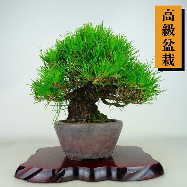 盆栽 松 黒松 樹高 約23cm くろまつ 高級盆栽 Pinus thunbergii クロマツ マツ科 常緑針葉樹 観賞用