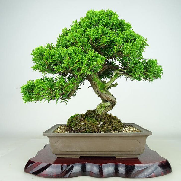 盆栽 真柏 樹高 約27cm しんぱく Juniperus chinensis シンパク “ジン シャリ” ヒノキ科 常緑樹 観賞用 n1113077069