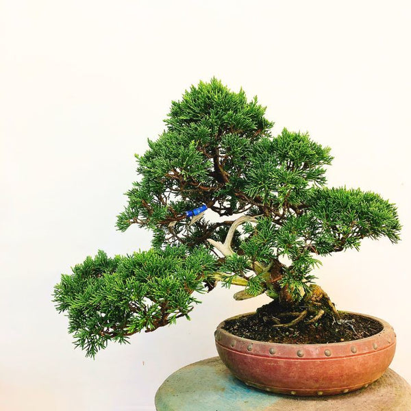 盆栽 真柏 樹高 約25cm しんぱく Juniperus chinensis シンパク ジン シャリ” ヒノキ科 常緑樹 観賞用 j1113108336