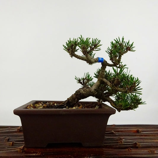 盆栽 松 黒松 寿寸松 樹高 上下 約9cm くろまつ Pinus thunbergii クロマツ 寸松 マツ科 常緑針葉樹 観賞用 小品 l1113122583