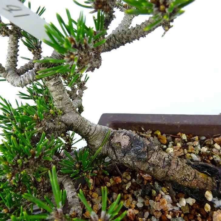 盆栽 松 黒松 寿寸松 樹高 上下 約9cm くろまつ Pinus thunbergii クロマツ 寸松 マツ科 常緑針葉樹 観賞用 小品 l1113122583