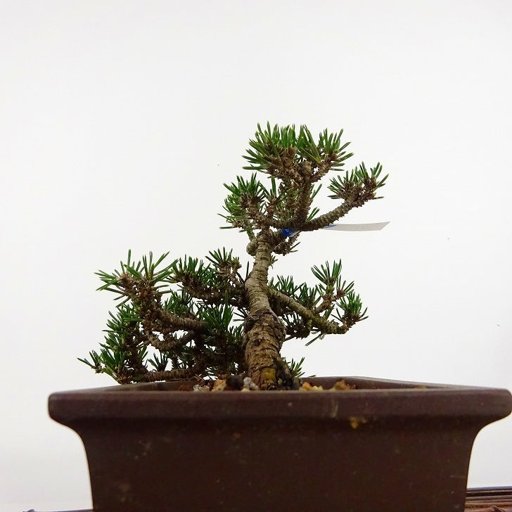 盆栽 松 黒松 寿寸松 樹高 上下 約9cm くろまつ Pinus thunbergii クロマツ 寸松 マツ科 常緑針葉樹 観賞用 小品 l1113122583