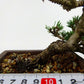 盆栽 松 黒松 寿寸松 樹高 上下 約9cm くろまつ Pinus thunbergii クロマツ 寸松 マツ科 常緑針葉樹 観賞用 小品 l1113122583