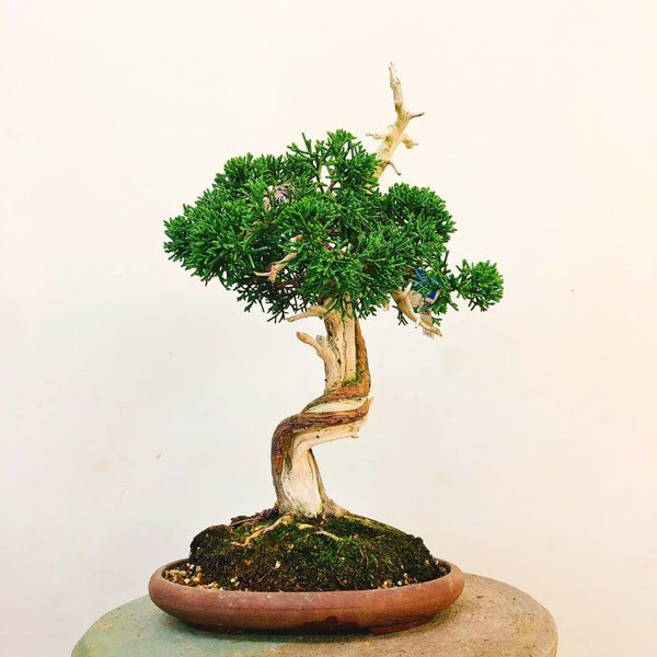 盆栽 真柏 樹高 約25cm しんぱく Juniperus chinensis シンパク “ジン シャリ”ヒノキ科 常緑樹 観賞用 x1113116918