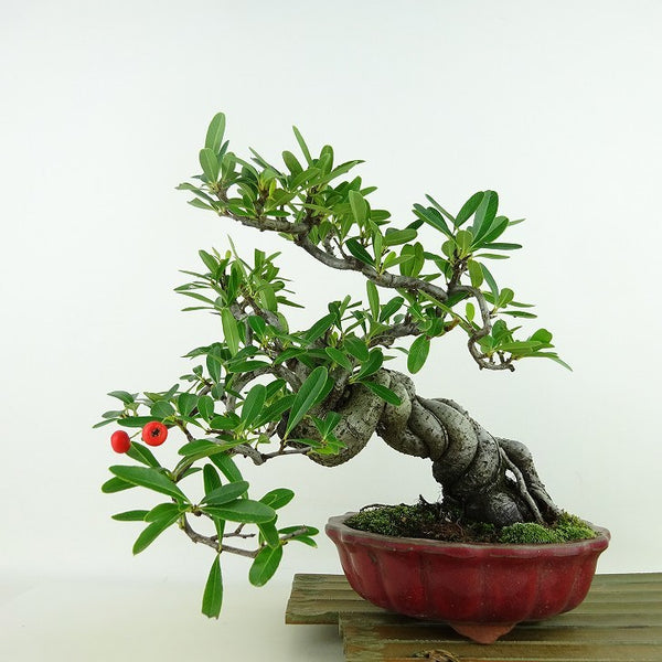 盆栽 ピラカンサ 樹高 約19cm Pyracantha 実物 赤 バラ科 常緑樹 観賞用 小品 k1113175231