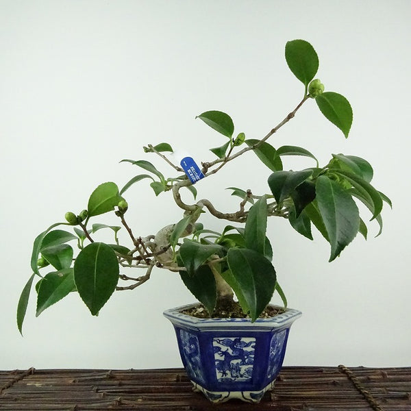 盆栽 椿 樹高 約20cm つばき Camellia japonica ツバキ ツバキ科 常緑樹 観賞用 小品 n1113863260