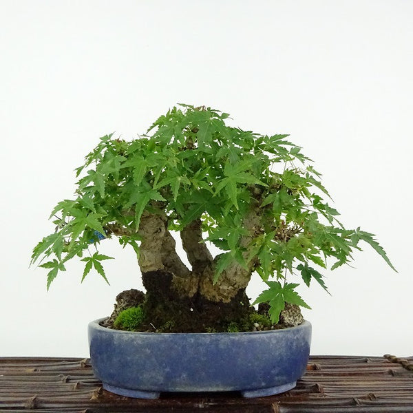 盆栽 紅葉 樹高 約18cm もみじ Acer palmatum モミジ カエデ科 落葉樹 観賞用 小品 d1113870071