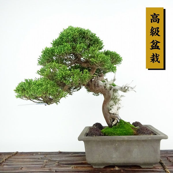 盆栽 真柏 樹高 約26cm しんぱく 高級盆栽 Juniperus chinensis シンパク “ジン シャリ” ヒノキ科 常緑樹 観賞用 j1114622452