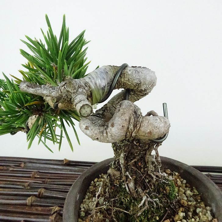 盆栽 松 寸松 黒松 樹高 約12cm くろまつ Pinus thunbergii クロマツ 接ぎ木 マツ科 常緑針葉樹 観賞用 小品 j1114613445