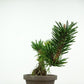 盆栽 松 寸松 黒松 樹高 約12cm くろまつ Pinus thunbergii クロマツ 接ぎ木 マツ科 常緑針葉樹 観賞用 小品 j1114613445