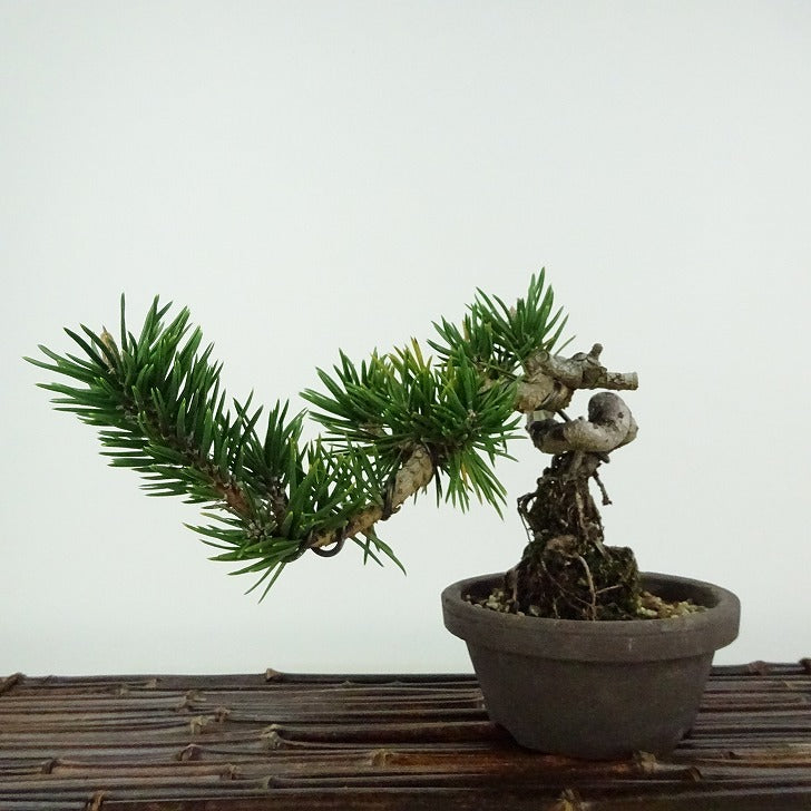 盆栽 松 寸松 黒松 樹高 約12cm くろまつ Pinus thunbergii クロマツ 接ぎ木 マツ科 常緑針葉樹 観賞用 小品 j1114613445