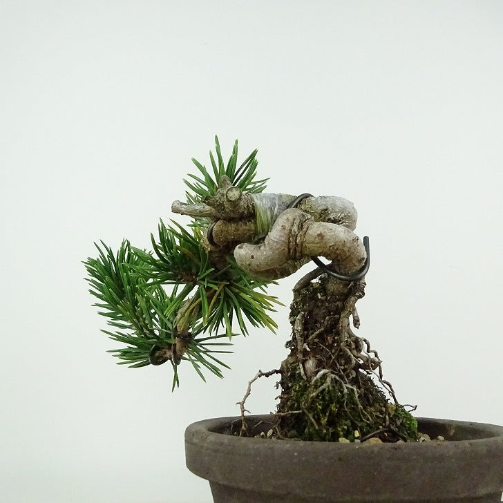 盆栽 松 寸松 黒松 樹高 約12cm くろまつ Pinus thunbergii クロマツ 接ぎ木 マツ科 常緑針葉樹 観賞用 小品 j1114613445