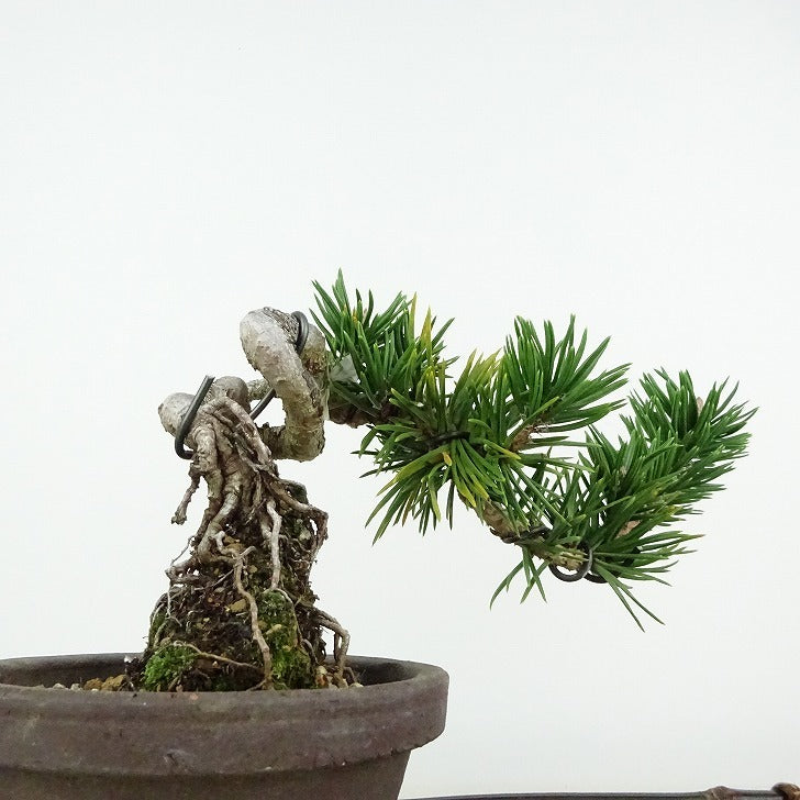 盆栽 松 寸松 黒松 樹高 約12cm くろまつ Pinus thunbergii クロマツ 接ぎ木 マツ科 常緑針葉樹 観賞用 小品 j1114613445