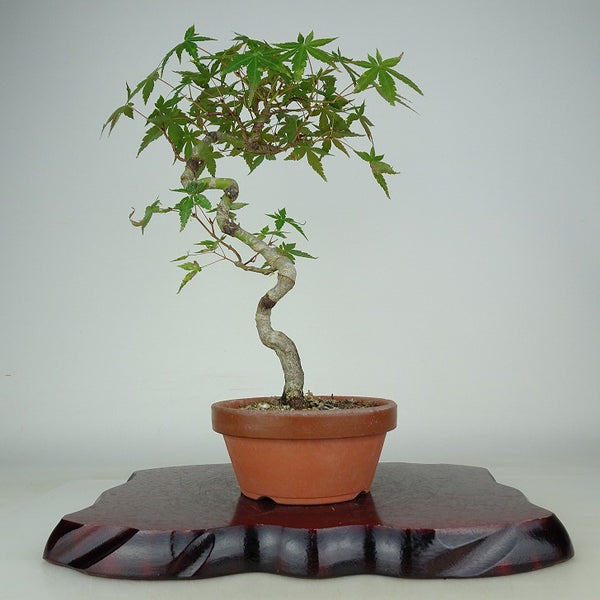 盆栽 紅葉 樹高 約31cm もみじ Acer palmatum モミジ カエデ科 落葉樹 観賞用 l1114621120