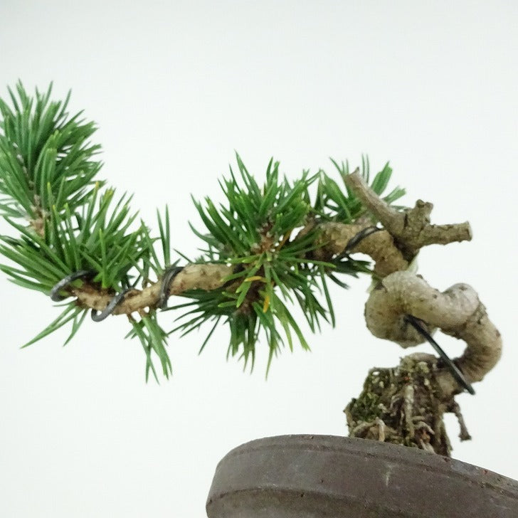 盆栽 松 寸松 黒松 樹高 約12cm くろまつ Pinus thunbergii クロマツ 接ぎ木 マツ科 常緑針葉樹 観賞用 小品 j1114613445