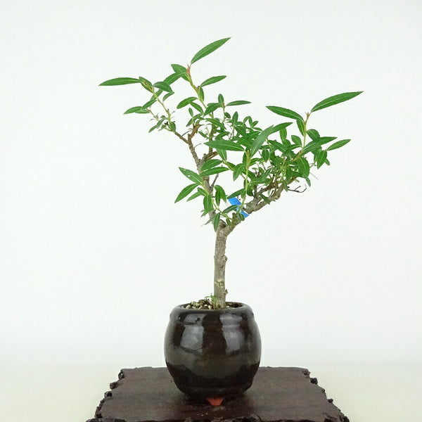 盆栽 猫柳 樹高 約19cm ねこやなぎ Salix gracilistyla ネコヤナギ ヤナギ科 ヤナギ属 落葉樹 観賞用 小品 o1114610620