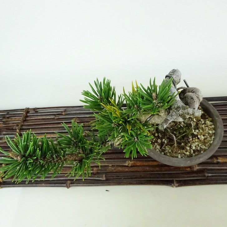 盆栽 松 寸松 黒松 樹高 約12cm くろまつ Pinus thunbergii クロマツ 接ぎ木 マツ科 常緑針葉樹 観賞用 小品 j1114613445