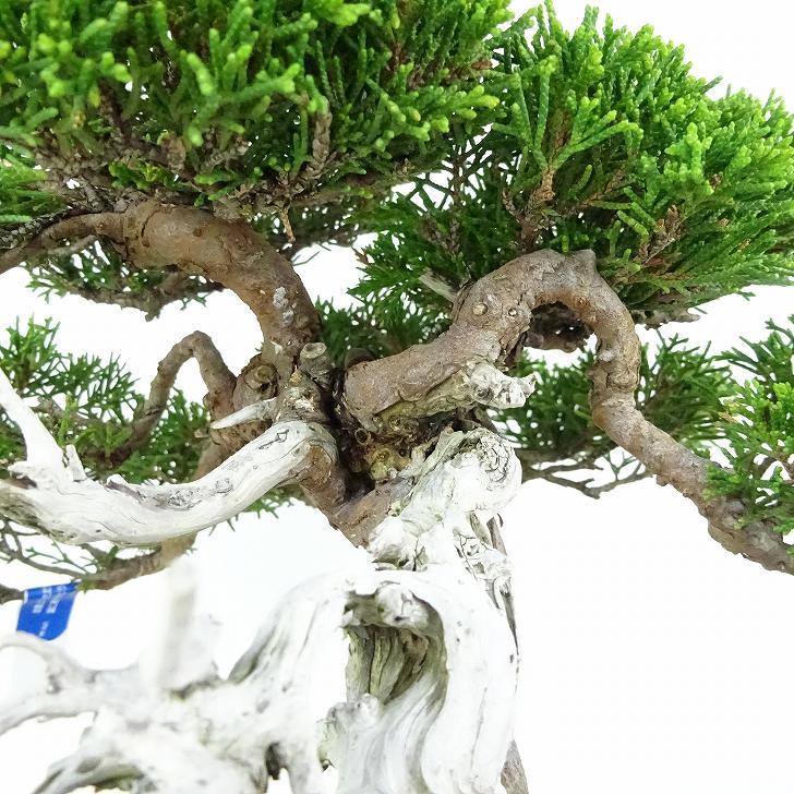 盆栽真柏樹高約26cm しんぱく高級盆栽Juniperus chinensis シンパク“ジンシャリ” ヒノキ科常緑樹観賞– 森流-  奇異植物、爬蟲、水族| GreenFlow Exotic Pets & Plants