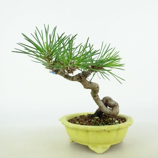 盆栽 松 黒松 樹高 約10cm くろまつ Pinus thunbergii クロマツ マツ科 常緑針葉樹 観賞用 小品 l1114760952