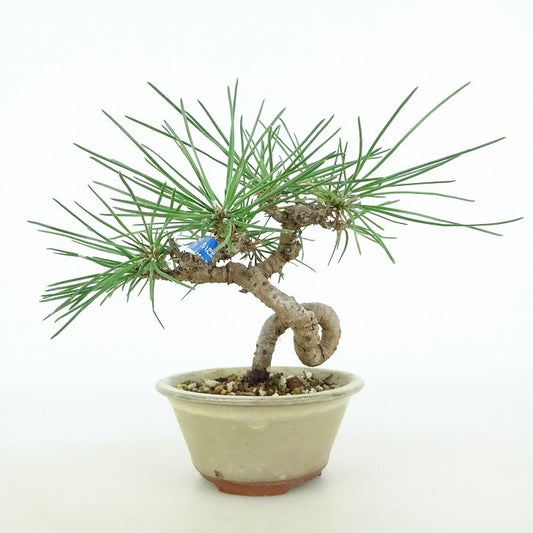 盆栽 松 黒松 樹高 約10cm くろまつ Pinus thunbergii クロマツ マツ科 常緑針葉樹 観賞用 小品 o1114747326