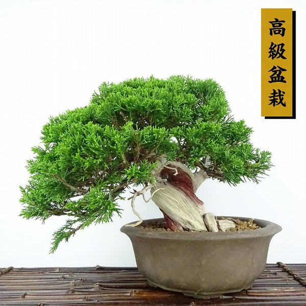 盆栽 真柏 樹高 約21cm しんぱく 高級盆栽 Juniperus chinensis シンパク “ジン シャリ” ヒノキ科 常緑樹 観賞用 d1114816088