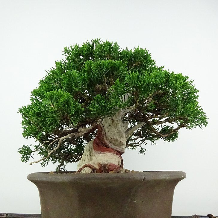 盆栽 真柏 樹高 約21cm しんぱく 高級盆栽 Juniperus chinensis シンパク “ジン シャリ” ヒノキ科 常緑樹 観賞 – 森流  - 奇異植物、爬蟲、水族 | GreenFlow Exotic Pets & Plants